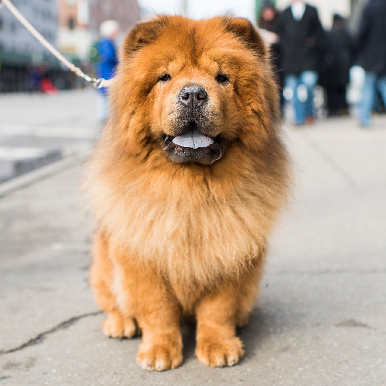 Bamboo, Chow Chow. Excerpted from The Dogist by Elias Weiss Friedman (Artisan Books). Copyright © 2015. Photographs by The Dogist, LLC.