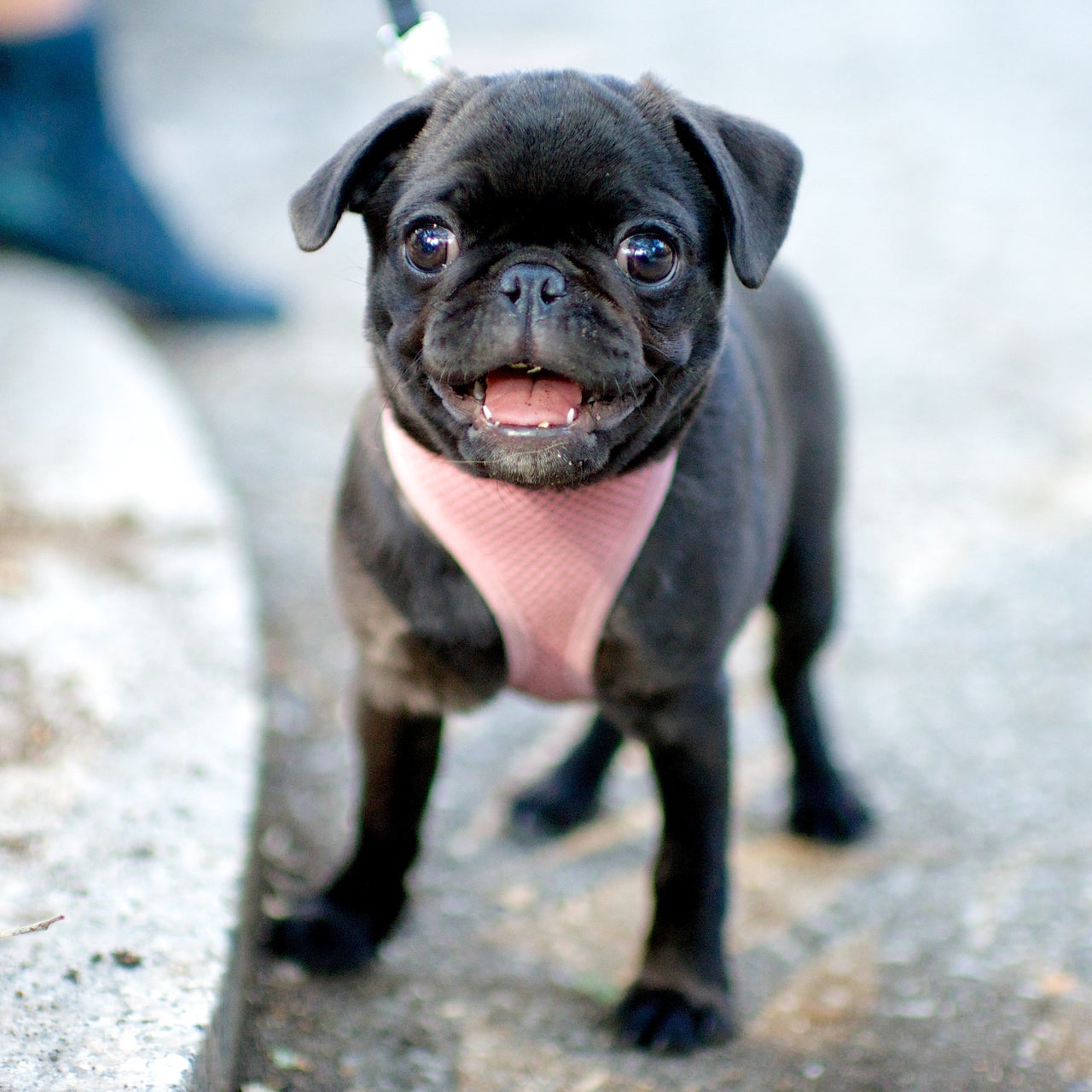 Gimlet, Pug. Excerpted from The Dogist by Elias Weiss Friedman (Artisan Books). Copyright © 2015. Photographs by The Dogist, LLC.