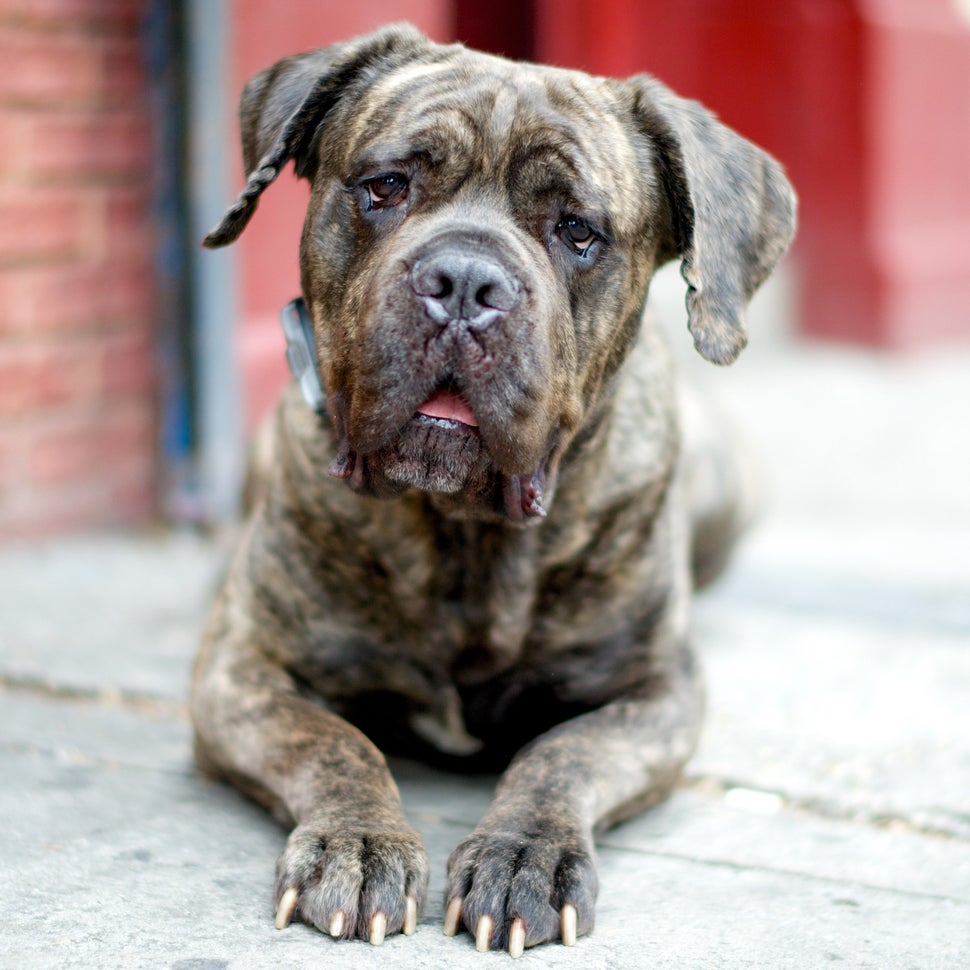 Koda, Cane Corso. Excerpted from <i>The Dogist </i>by Elias Weiss Friedman (Artisan Books). Copyright © 2015. Photo