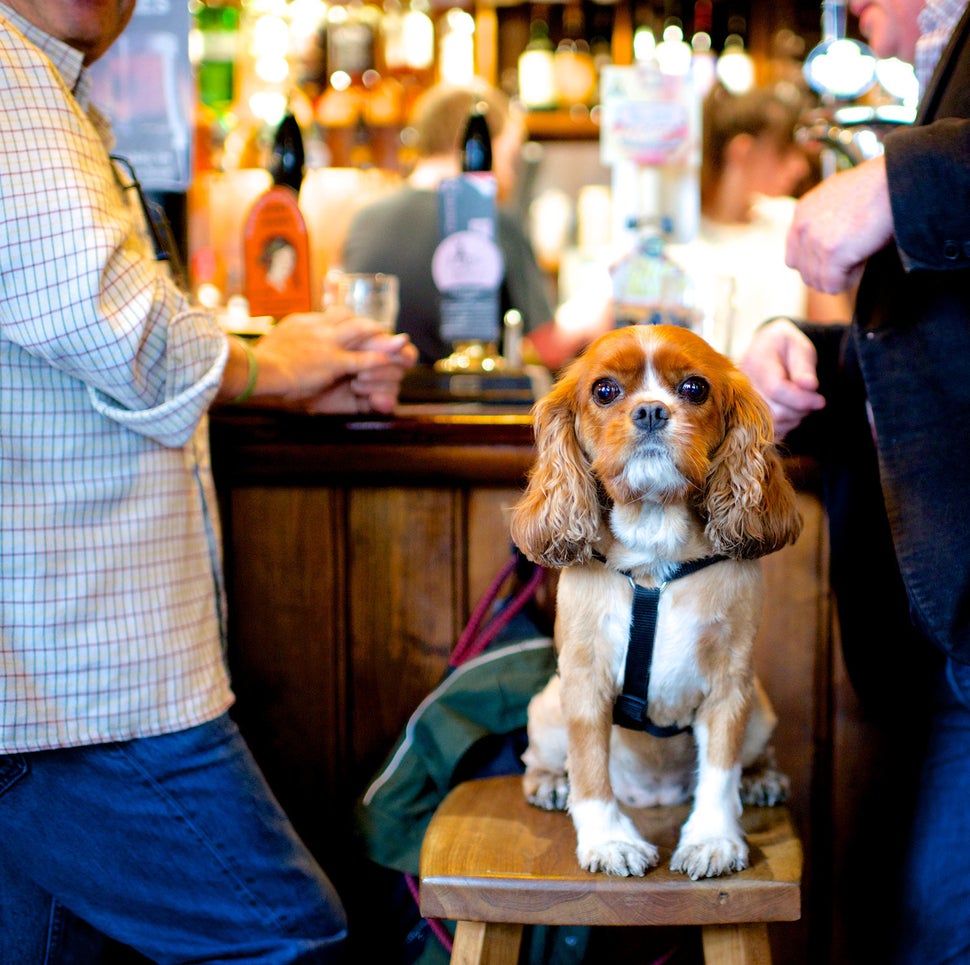 Tuppence, Cavalier King Charles Spaniel. Excerpted from <i>The Dogist </i>by Elias Weiss Friedman (Artisan Books). Copyr