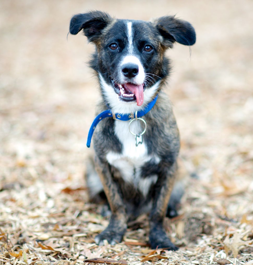 Cooper, Border Collie-Dachshund mix. Excerpted from <i>The Dogist </i>by Elias Weiss Friedman (Artisan Books). Copyright