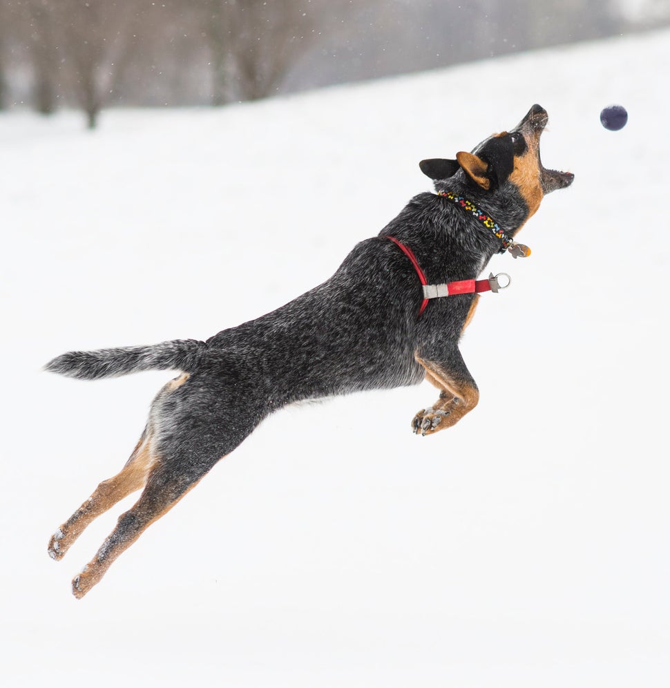 Chapel, Australian Cattle Dog. Excerpted from <i>The Dogist </i>by Elias Weiss Friedman (Artisan Books). Copyright ©