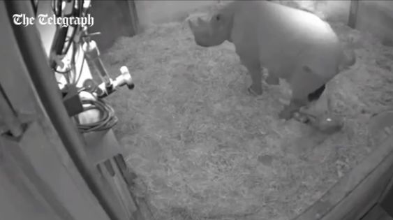 Mother black rhino Damara gave birth at Howletts Wild Animal Park on Oct. 1.
