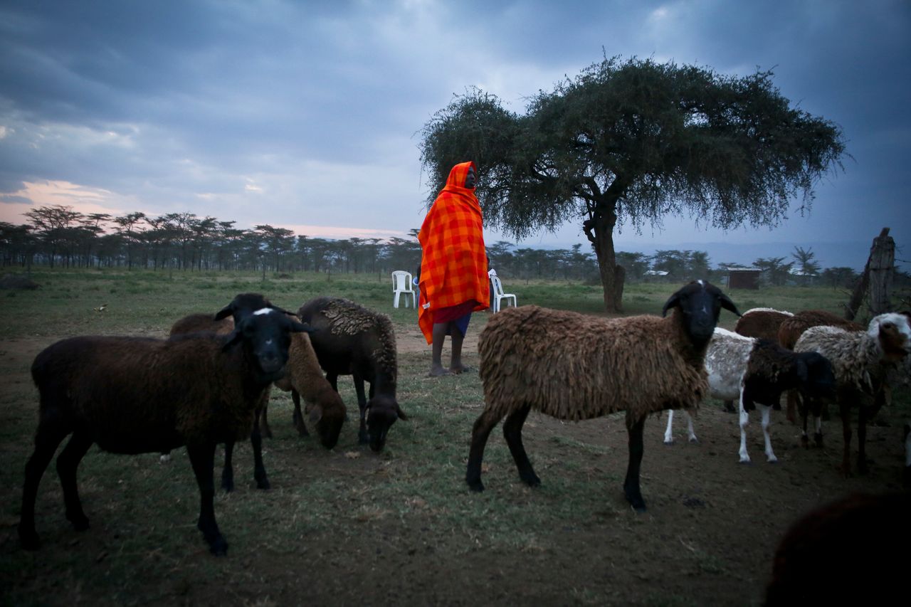 Nkika Mututua brings in his herd at sunset, near Suswa, Kenya.
