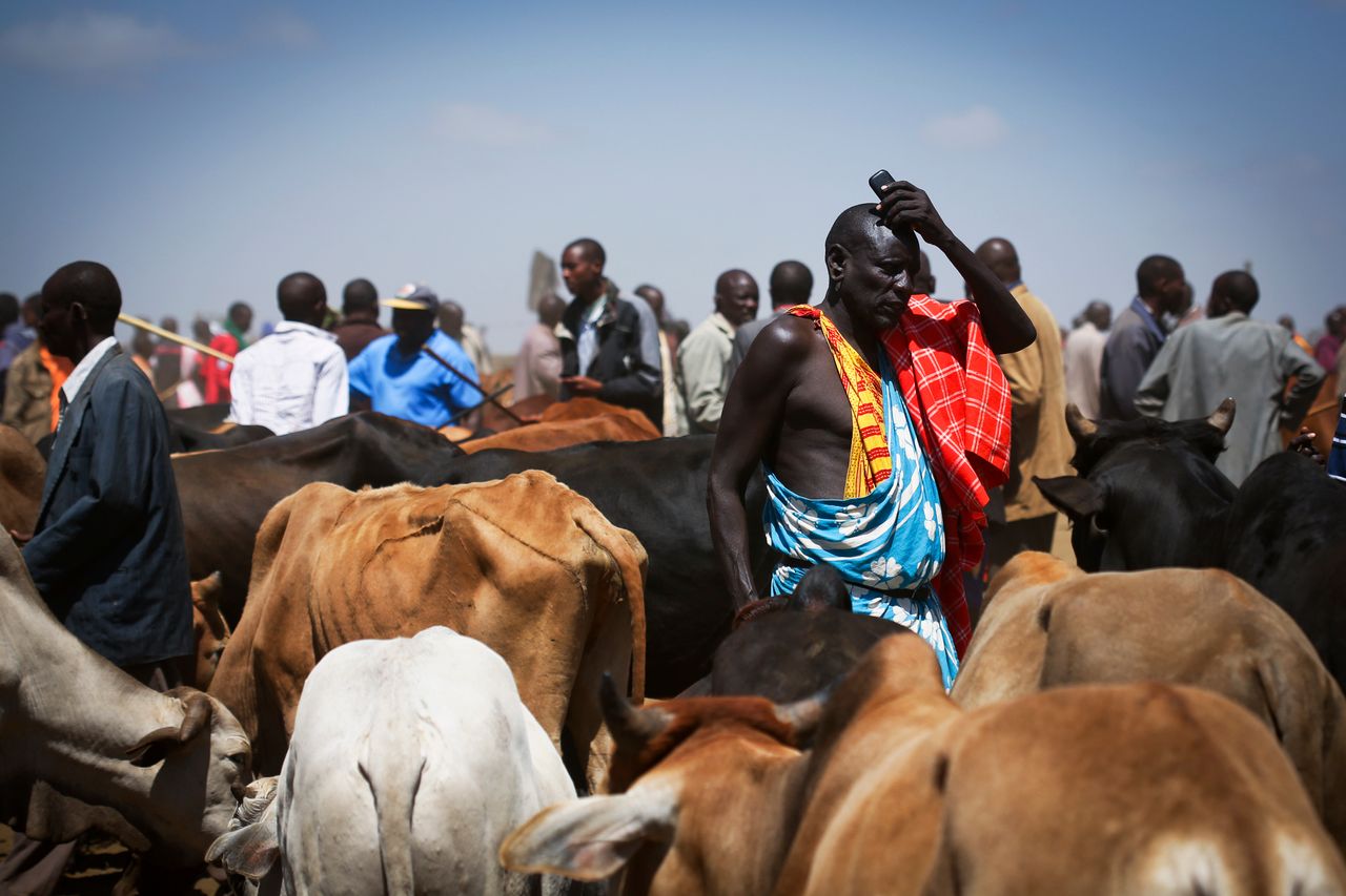 A Maasai man holds his cell phone amid his cattle on market day in Suswa, Kenya. With solar power, these mobile services are available to people in even the most remote parts of Kenya.