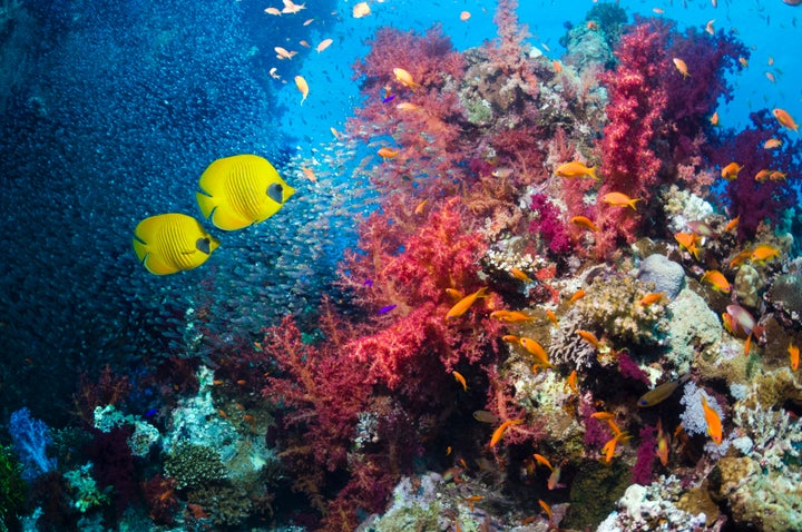 A new study says sunscreen may be damaging the planet's coral reefs.