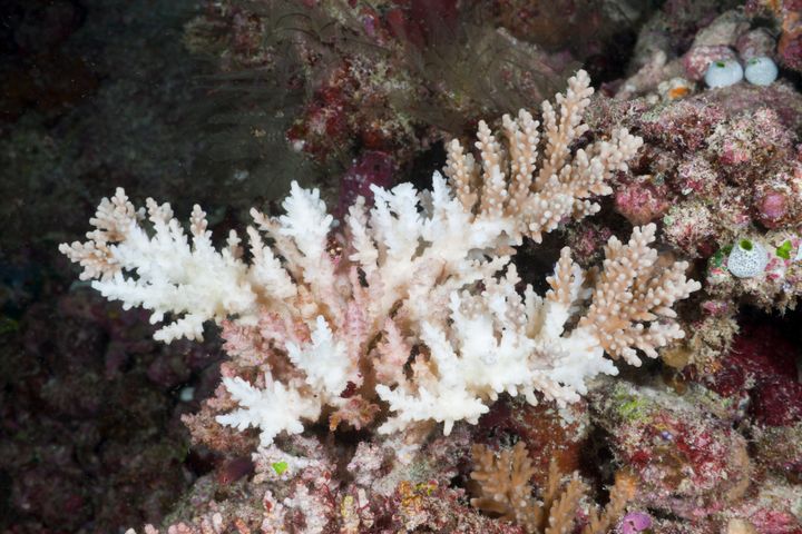 Bleached branching coral in the Maldives. According to the NOAA, the world is currently in the midst of a global coral bleaching event.