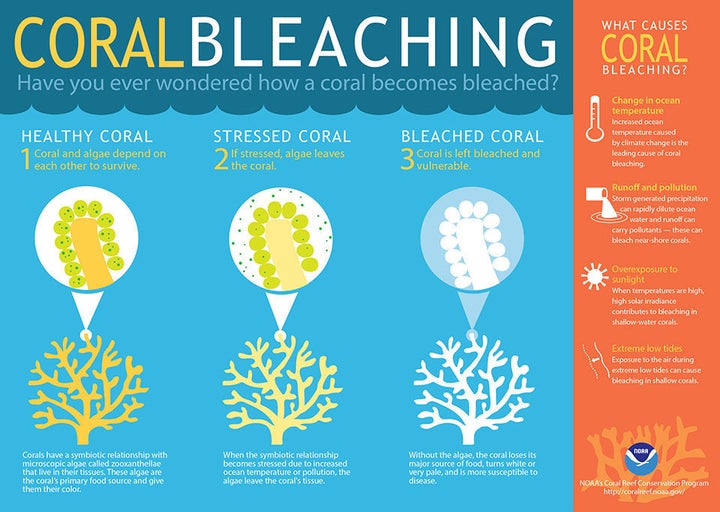 <em>Click <a href="http://www.noaanews.noaa.gov/stories2015/images/coralbleaching.jpg" role="link" class=" js-entry-link cet-external-link" data-vars-item-name="here to see enlarged image" data-vars-item-type="text" data-vars-unit-name="56274317e4b08589ef49bf67" data-vars-unit-type="buzz_body" data-vars-target-content-id="http://www.noaanews.noaa.gov/stories2015/images/coralbleaching.jpg" data-vars-target-content-type="url" data-vars-type="web_external_link" data-vars-subunit-name="article_body" data-vars-subunit-type="component" data-vars-position-in-subunit="7">here to see enlarged image</a>.</em>