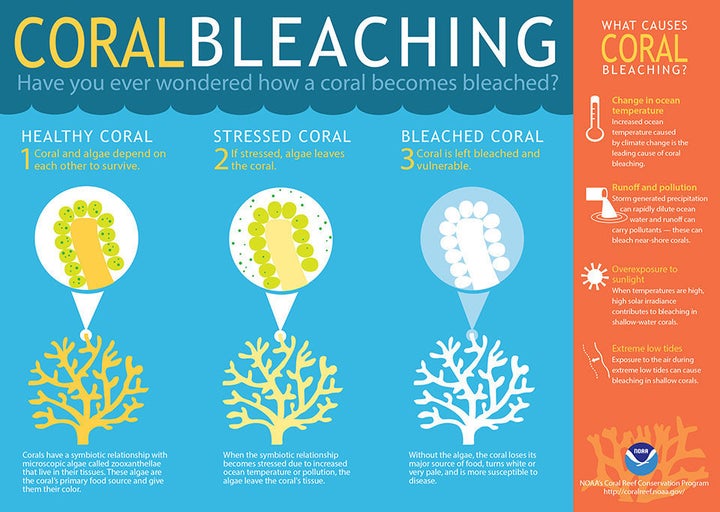 Scientists highlight impact of sunscreen on coral reefs