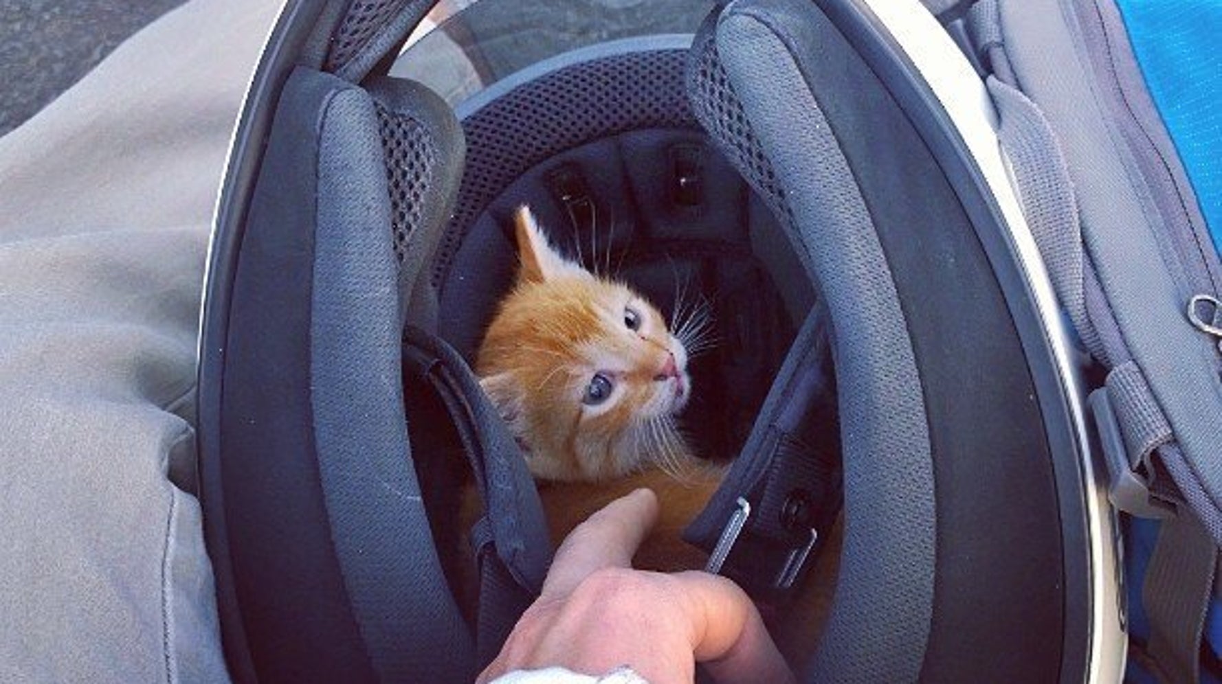 Спасение котенка на дороге
