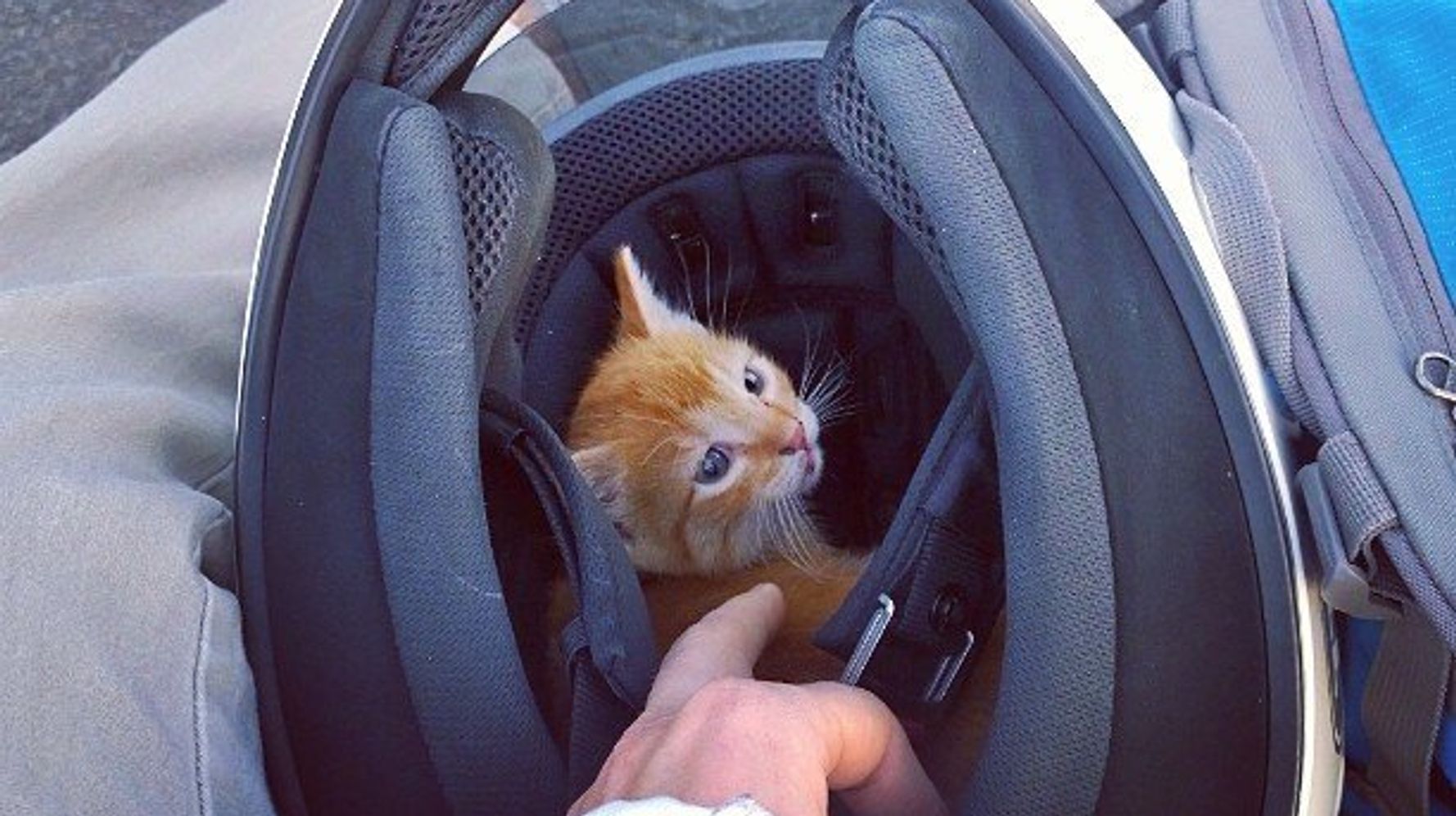 Спасение котенка на дороге