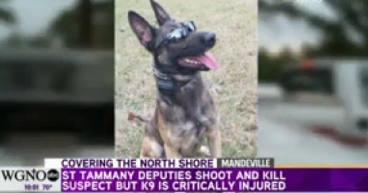 Hero Police Dog Stabbed While Protecting Officer, Cops Say | HuffPost ...