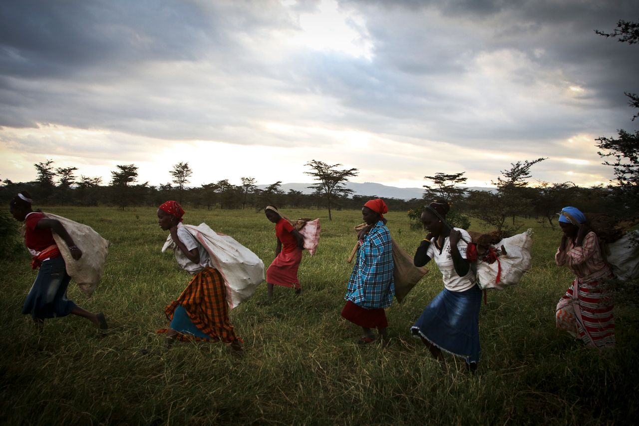 Kenyan women and girls bring firewood they have collected back to their villages. An estimated 3 billion people -- half the world's population -- cook on open fires or using basic stoves with fuels such as wood, coal and dung.