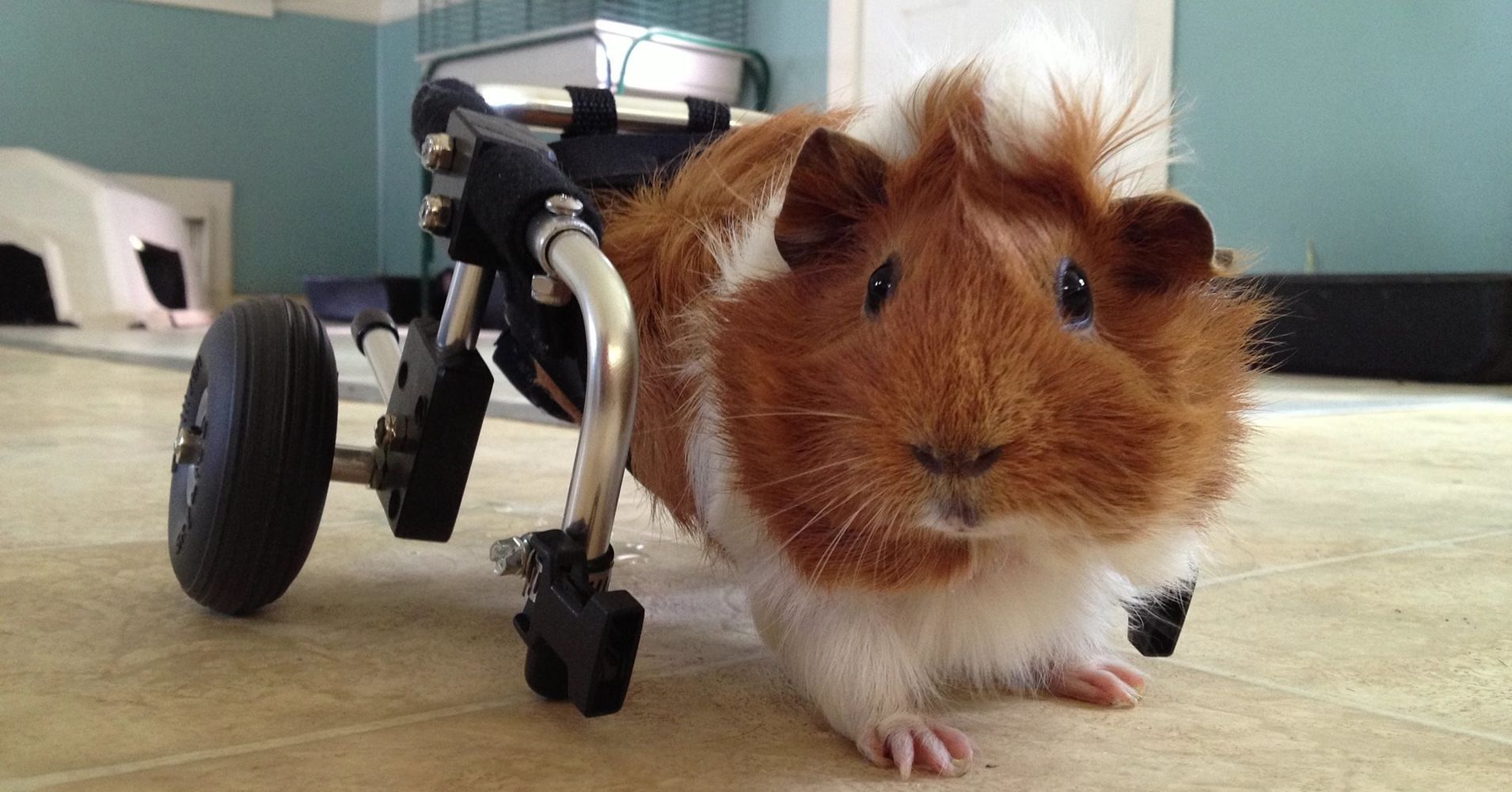 internet-helps-guinea-pig-walk-again-with-tiny-custom-wheelchair-huffpost