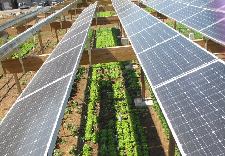 Solar panels are built above a farm field in this example of agrivoltism, a practice innovated by French scientist Christian