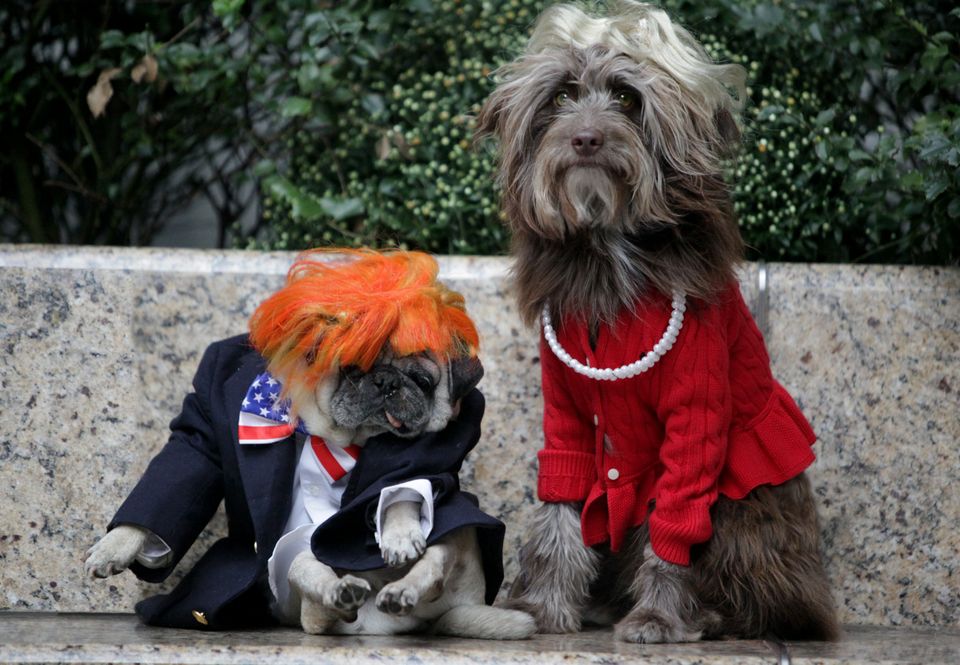 This Year's Most Fashionable Halloween Costumes For Dogs