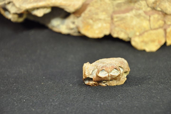 Snout view of the skull of the fossil turtle <i>Arvinachelys goldeni</i> with its shell in the background.