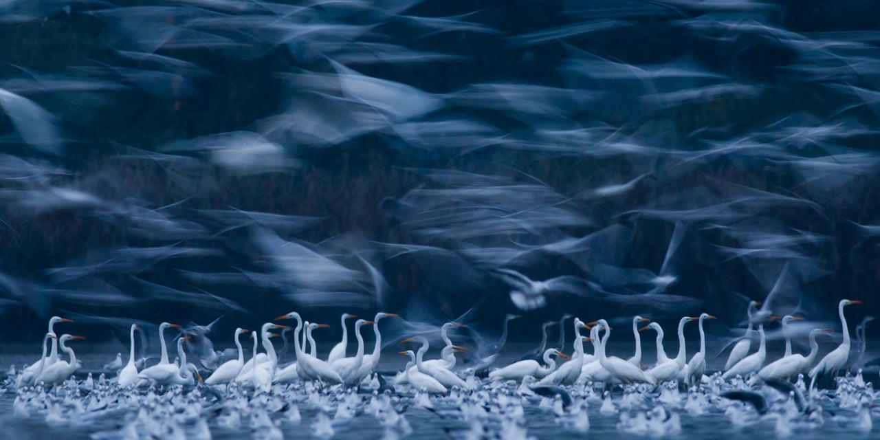 "Phantoms of the Morning," Barycz Valley, Poland