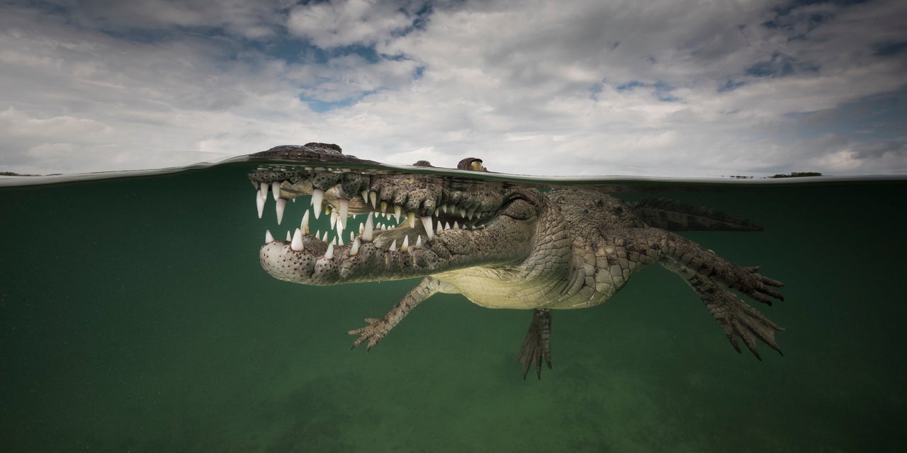 "Smiling Assassin," Jardines de la Reina, Cuba