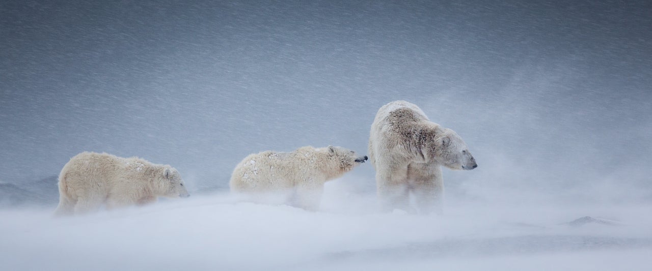 "Braving the Blizzard"