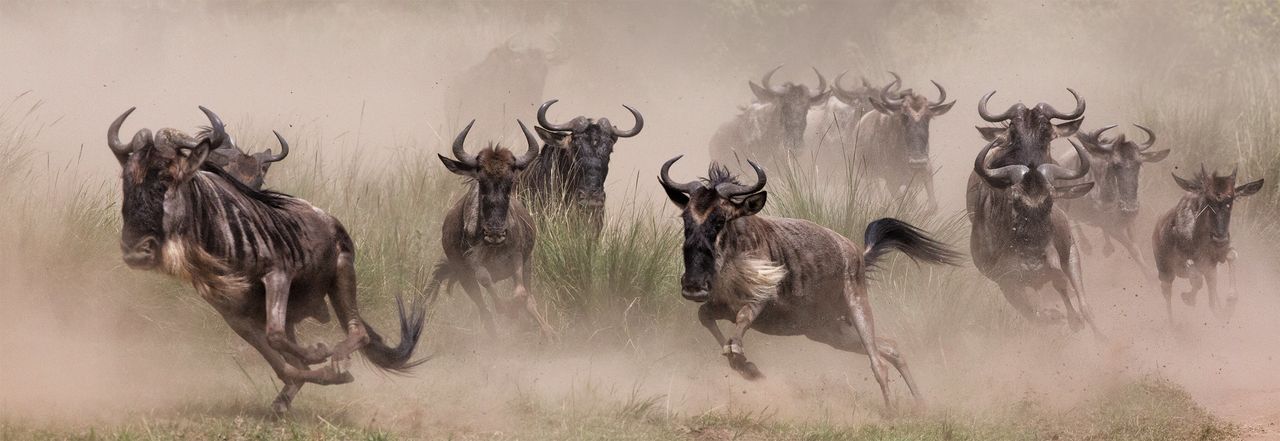 "Wildebeest Migration," Masai Mara