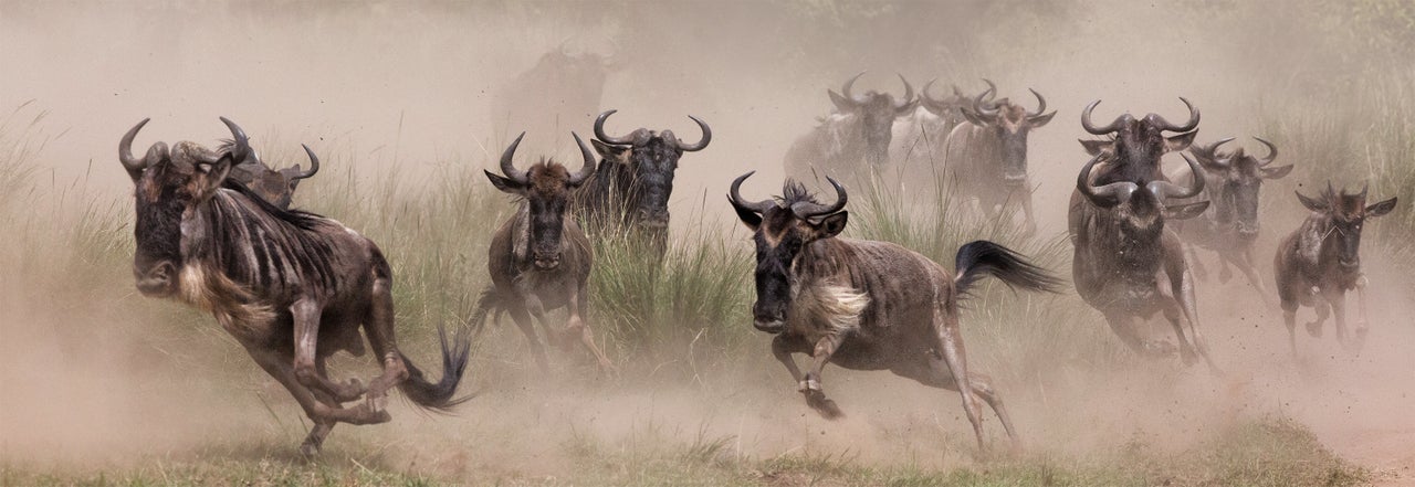 "Wildebeest Migration," Masai Mara