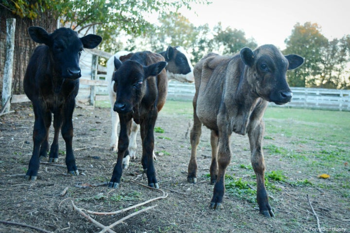 Emaciated calves rescued from the property.