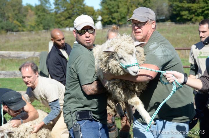 A sheep is carried to a transport vehicle by Farm Sanctuary staffers.