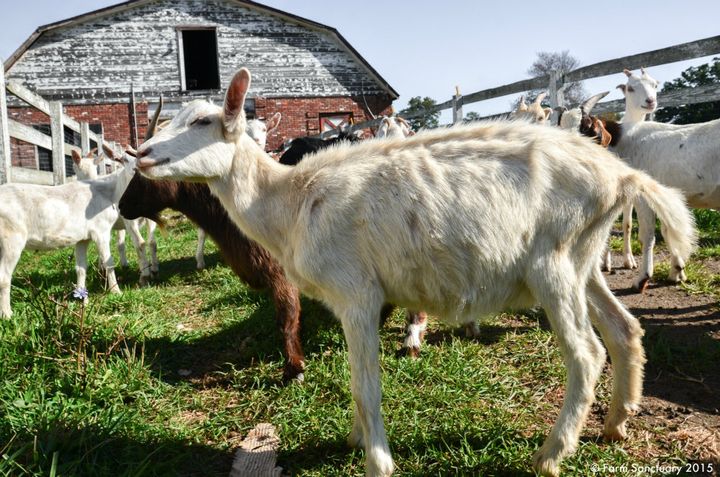 More than 60 malnourished goats were rescued from the property.