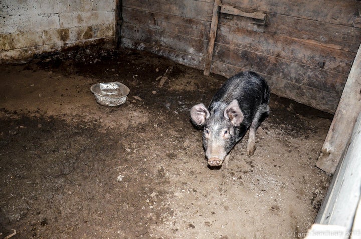 One of the pigs in his stall at the site of the rescue. None of the pigs had any access to the outdoors.