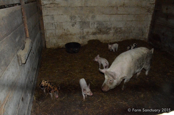 One of the pig families found living in deplorable conditions.