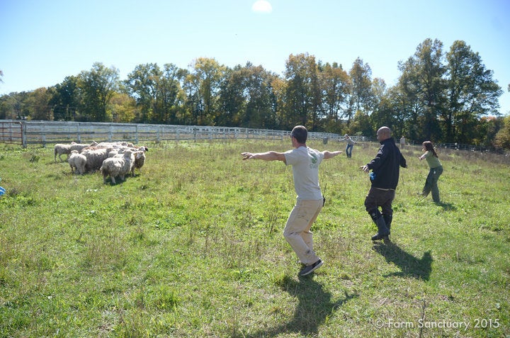 Rescuers from multiple sanctuaries work together to catch the terrified sheep and bring them to safety.