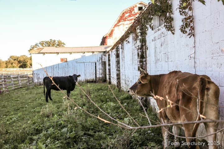 A terrified cow and steer who were rescued from the property.