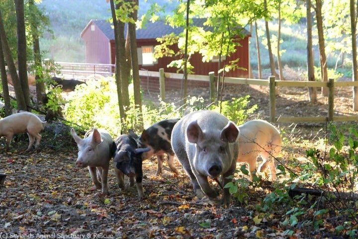 Rescued pigs in their new, temporary home at Skylands Animal Sanctuary