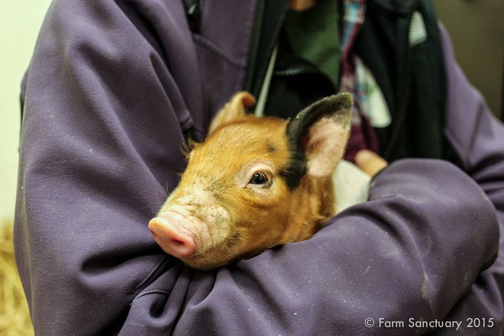 One of the piglets receiving treatment for pneumonia at our Melrose Animal Hospital.