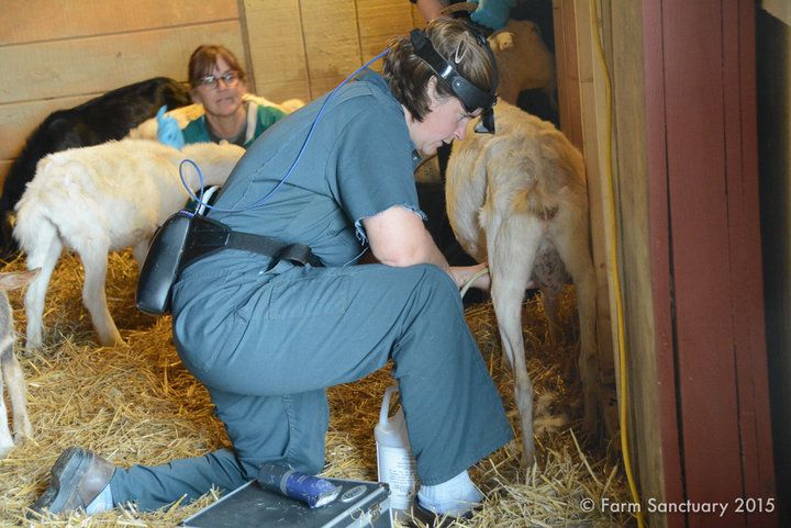Dr. Annie Madison of Starland Veterinary Services gives an ultrasound to a rescued goat.