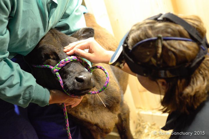 Dr. Madison comforts a rescued calf after giving her a treatment for severe pinkeye.