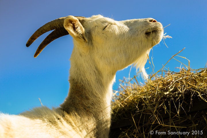 One of the rescued goats at Farm Sanctuary.