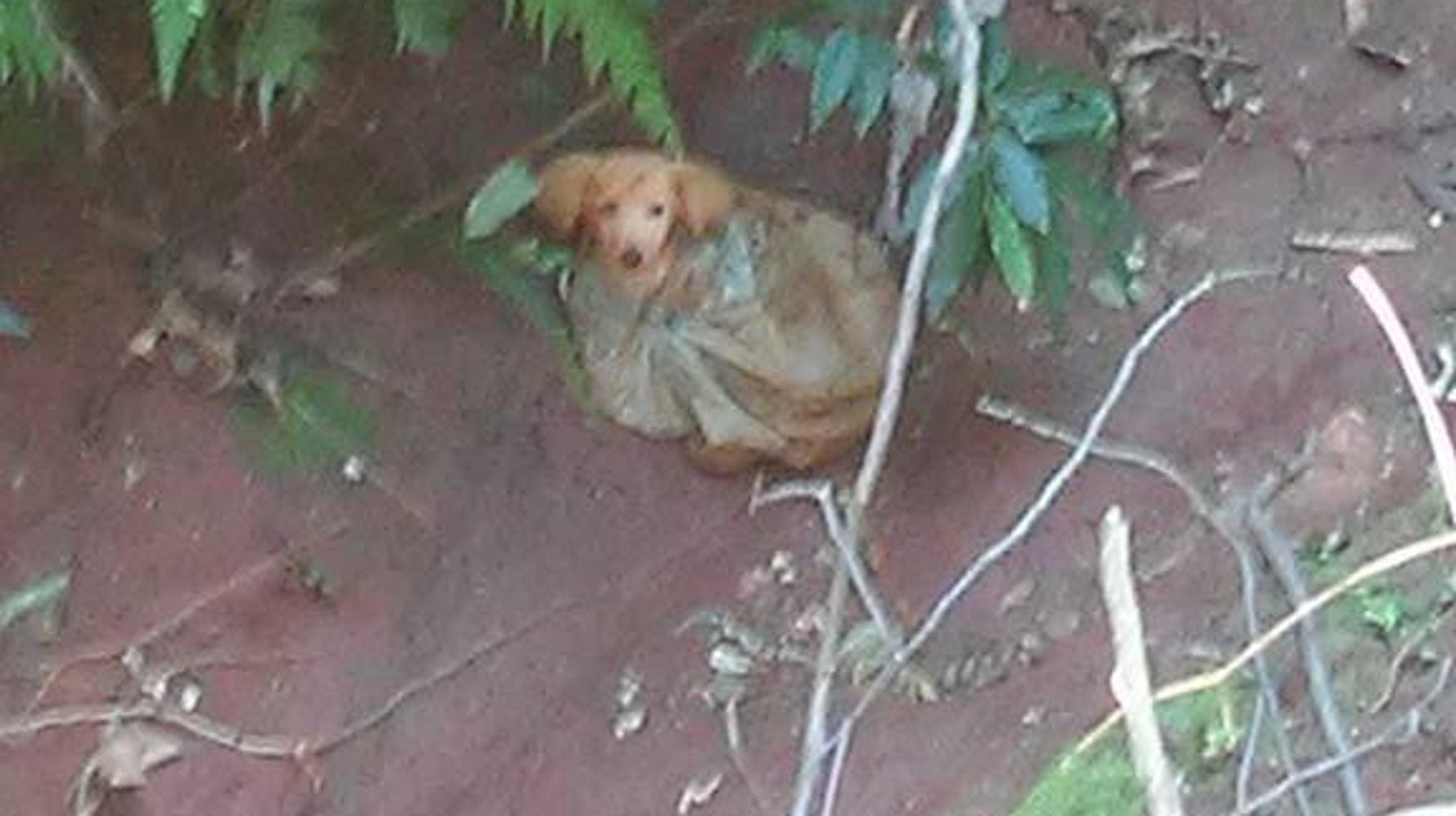 Helps Rescue Dog In Plastic Bag Thrown Into Ditch HuffPost