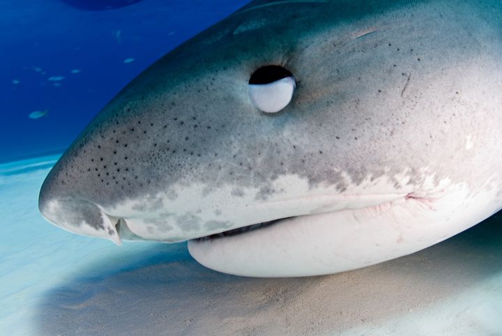 A closeup of a tiger shark in the Bahamas. Many sharks have a nictating membrane that covers and protects the eye when a shark bites its prey.