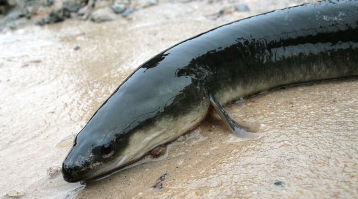 An American eel like this one was caught in the Kansas River for the first time in about a decade. 
