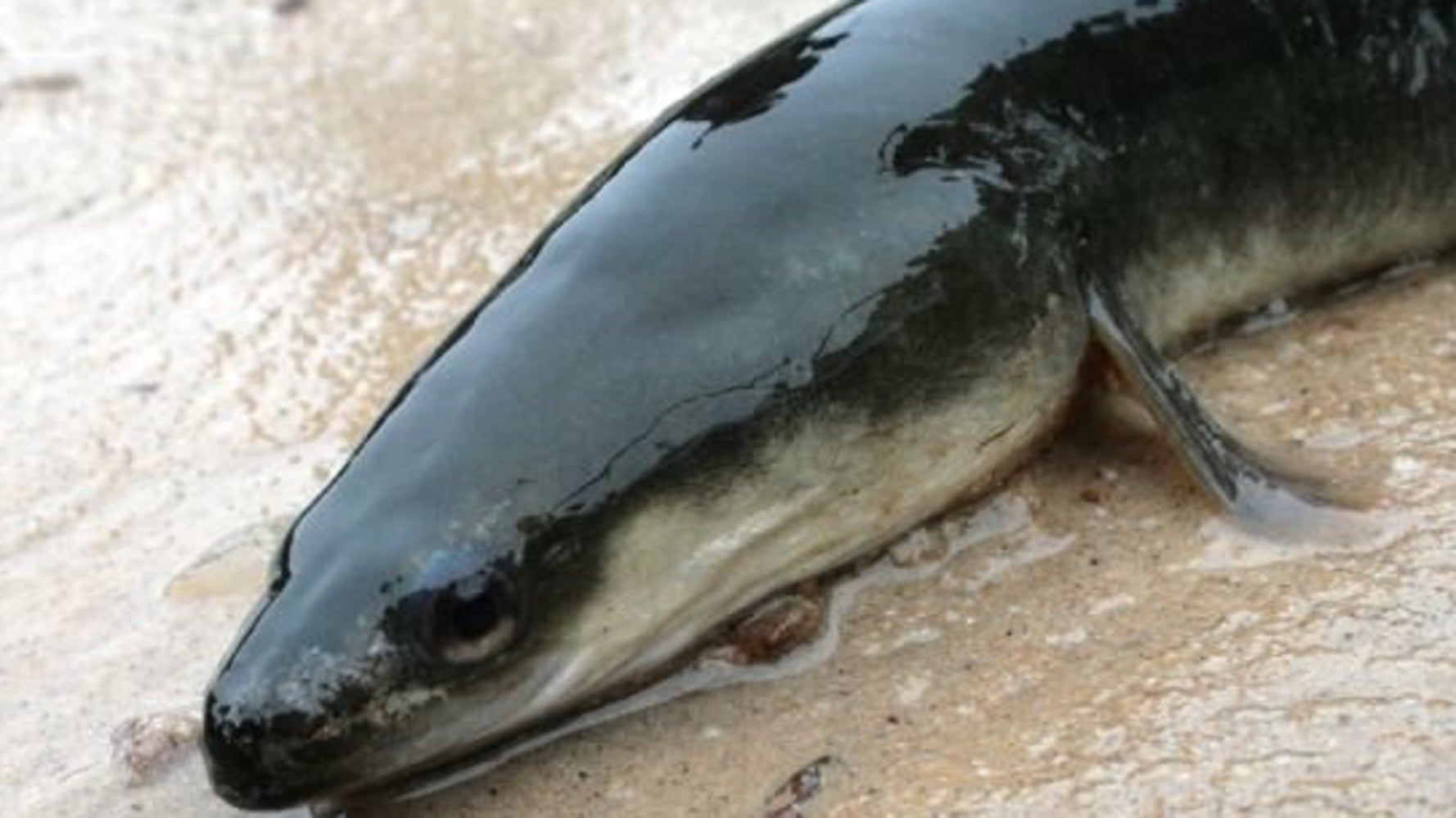 Rare Eel Found In Kansas River For The First Time In 10 Years