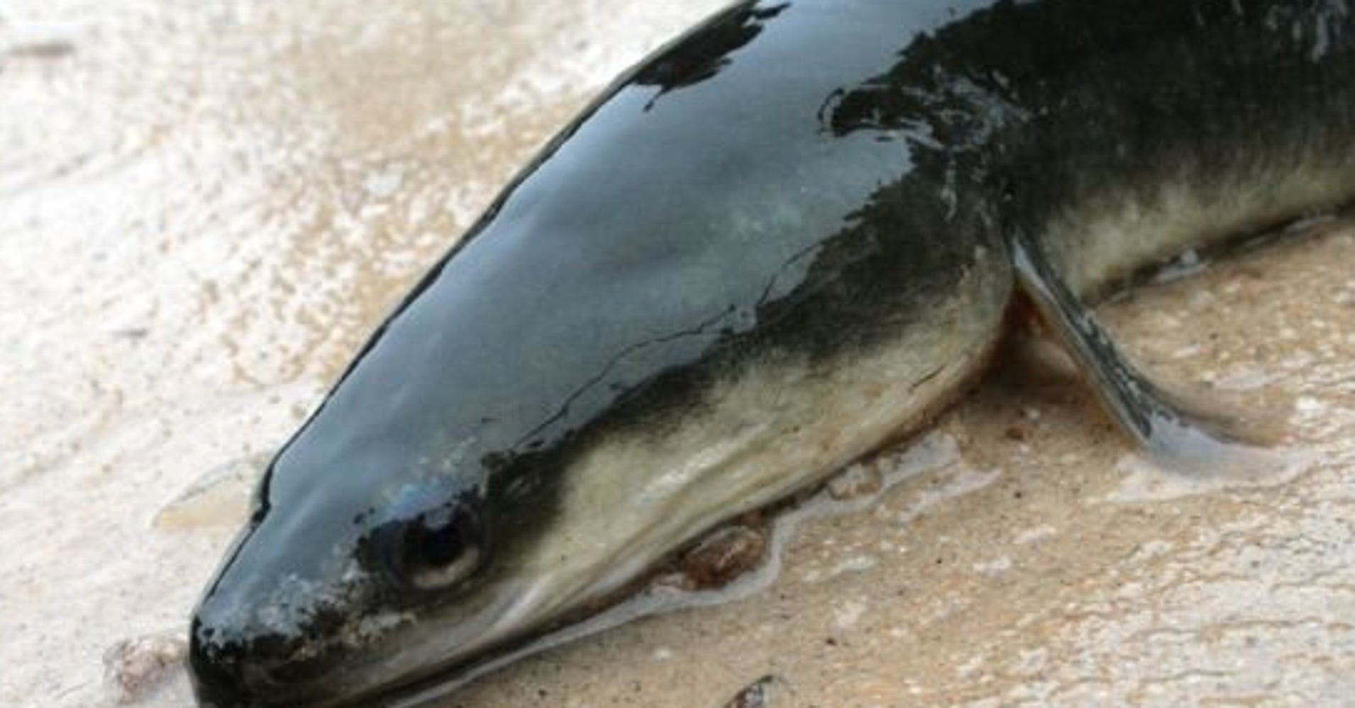 Rare Eel Found In Kansas River For The First Time In 10 Years HuffPost