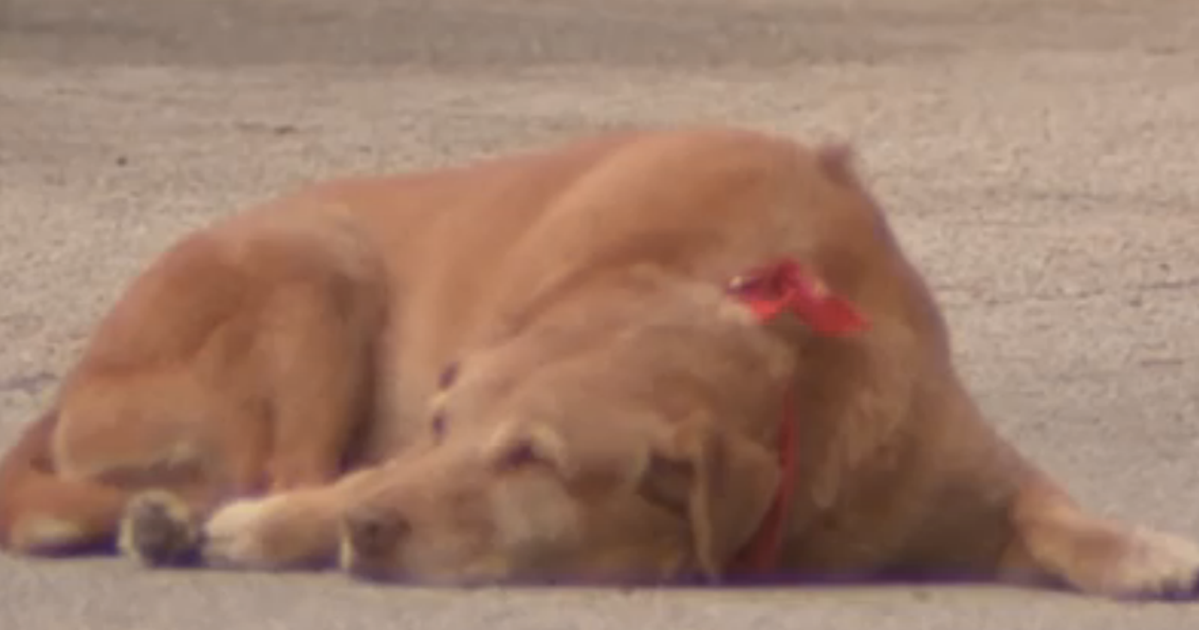 Dog Refuses To Leave Owner's Side After She Was Killed In Hit-And-Run ...
