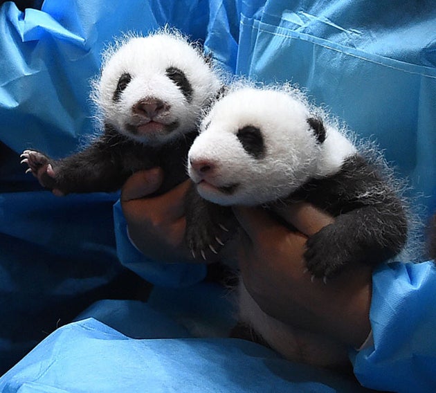 Baby Panda Kindergarten Is The Cutest Thing You Ll See All Day Huffpost Baby Panda Kindergarten Is The Cutest Thing You Ll See All Day Huffpost