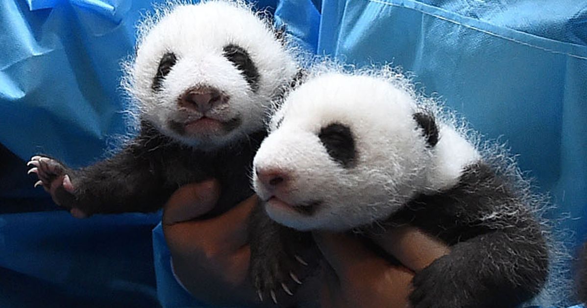 Родившийся детеныш панды. Новорожденная Панда. Новорождённые Детёныши панды. Детёныши панды Новорожденные. Панда с детёнышем.