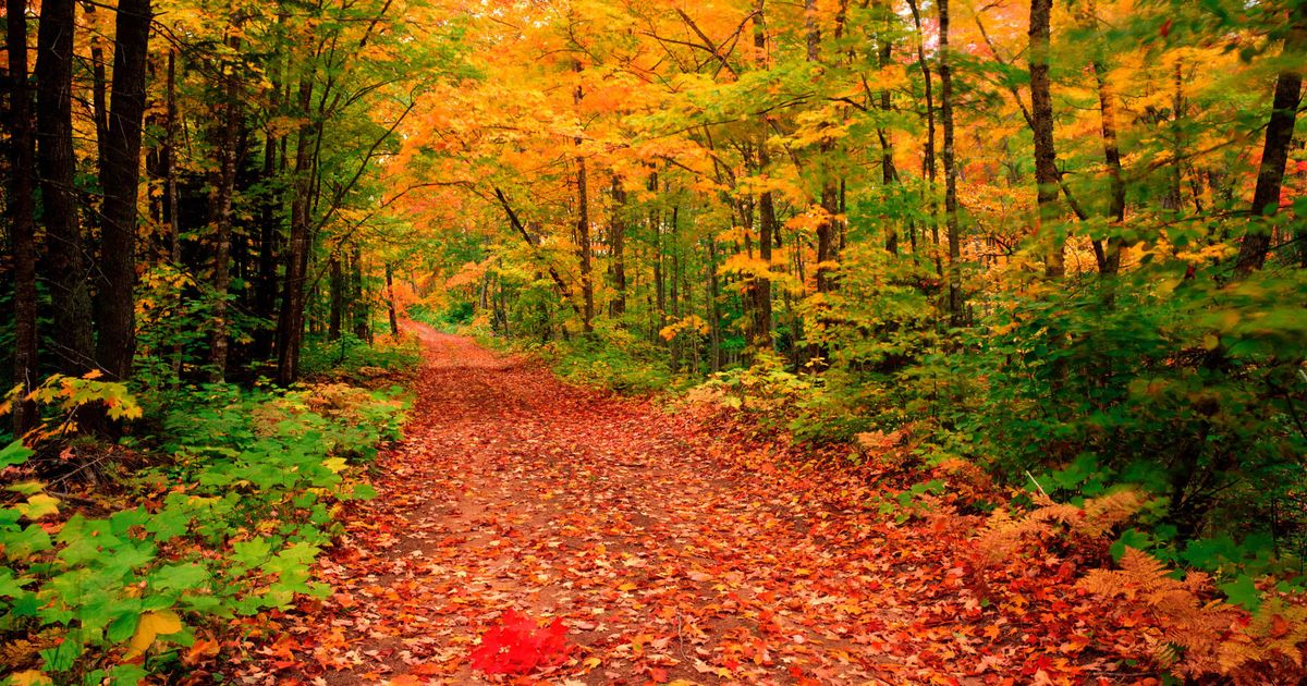 When autumn. Raking leaves at autumn's end.