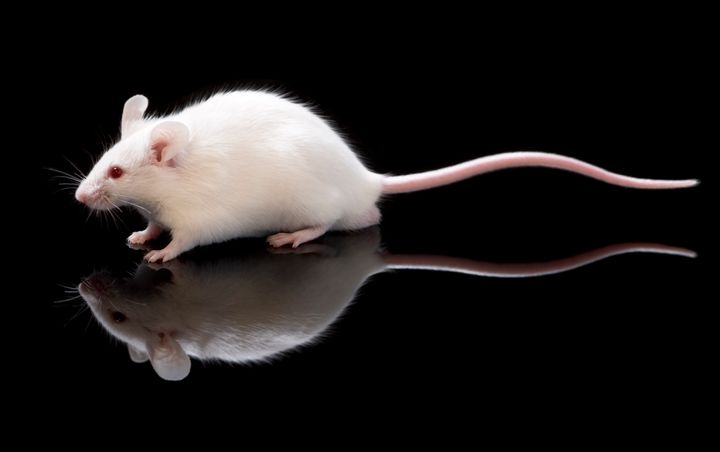 This mouse likely has a normal mouse immune system.