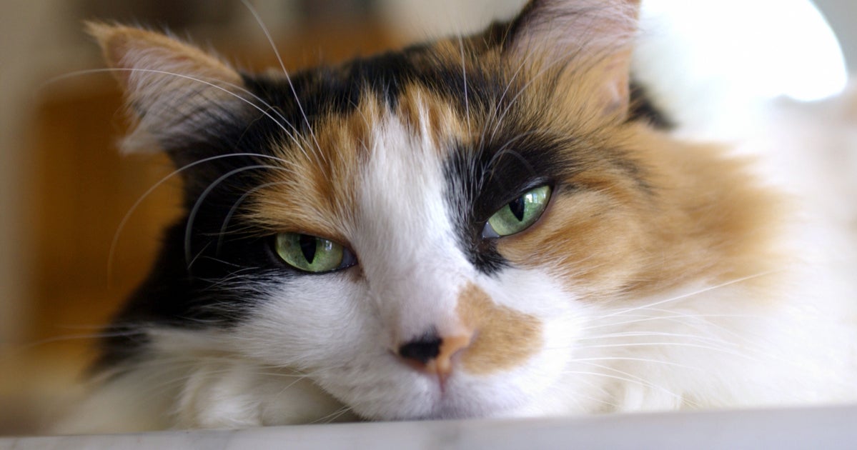 Коты с носом