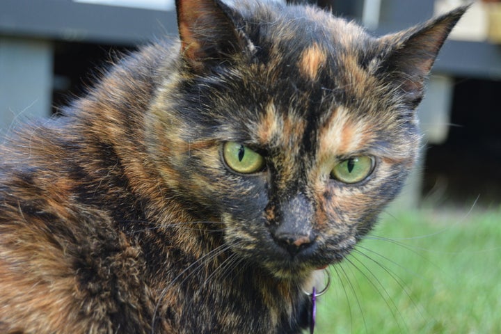 A tortoiseshell cat. Researchers found cats with this type of coloring were reported as being more aggressive, but the survey participants may have been influenced by the cats' reputation.